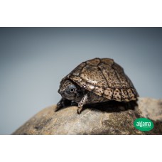 Tortuga Carinata - Sternotherus carinatus